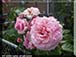 pic017a